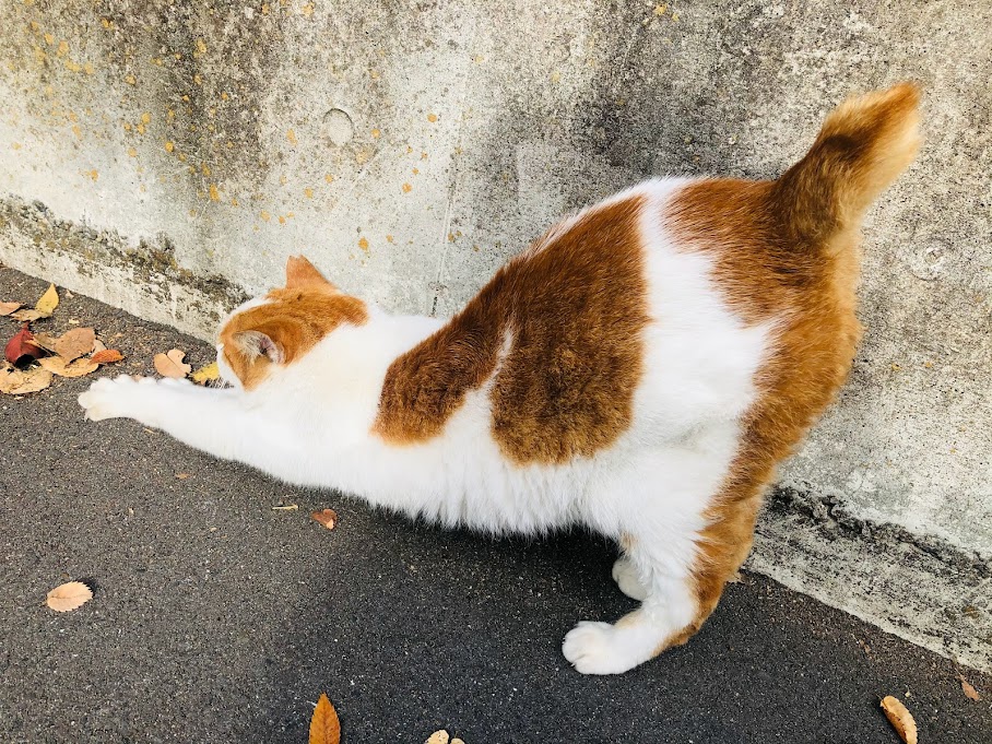 バイオメトリクス時に出会った思い出の猫